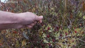 НА ЭТОМ БОЛОТЕ МНОГО ЯГОД! ЯГОДНЫЕ РОССЫПИ КРУГОМ! СБОР КЛЮКВЫ В ТАЙГЕ! ВЕДРО ОТБОРНОЙ ЯГОДЫ 2021