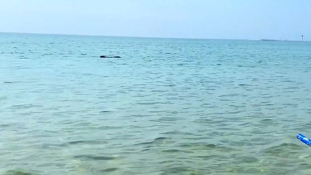 Дикий пляж и дельфины. Дельфины у пляжа устроили представление. Дельфины у берега. смотреть онлайн