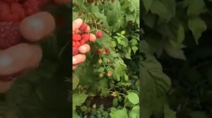 Ремонтантная малина ПОЛЬКА! #малина #полькасорт #биогумус