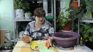 Крепкая Рассада - отличный Урожай! О рассаде перца.