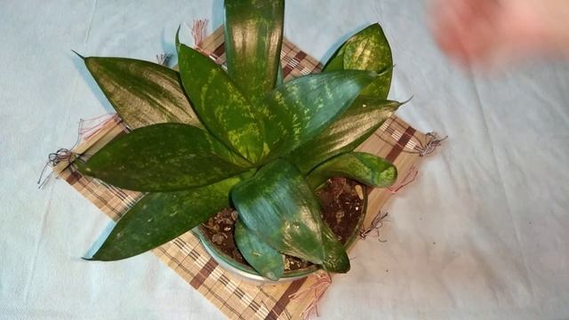 Сансевиерия Ханни мое новое комнатное растение конец октября смотреть онлайн