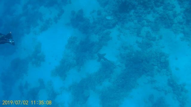 Туристы гоняют зебровую акулу смотреть онлайн