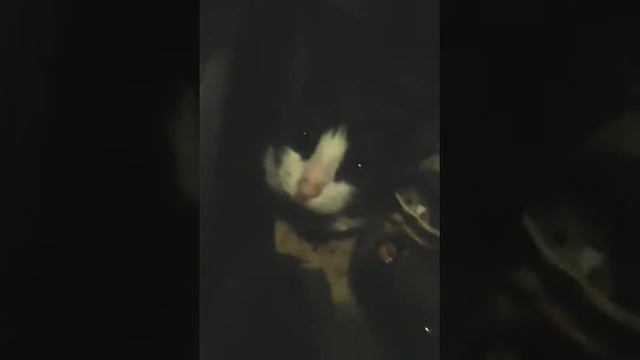 Первобытный человек по имени Руслан рыжков смотреть онлайн