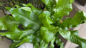 Plant Shopping & Haul at Trader Joe's || All Plants $12.99 & Under || Alocasia, Philodendrons & Mor