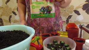 Первая пересадка эустомы 11.10.2018