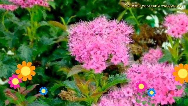 Спирея японская Криспа. Краткий обзор, описание характеристик spiraea japonica Crispa