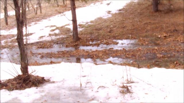 брожу в соснах, вдруг найду грибы смотреть онлайн