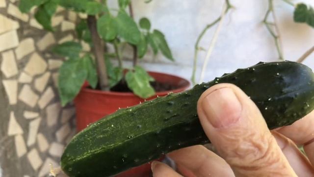 Огурец растёт на балконе. Огурец Герман F 1 . Сладкий огурец. смотреть онлайн