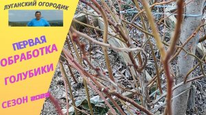 Обработка голубики весной.