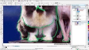 переводим фото кошек в трафарет в Corel Draw