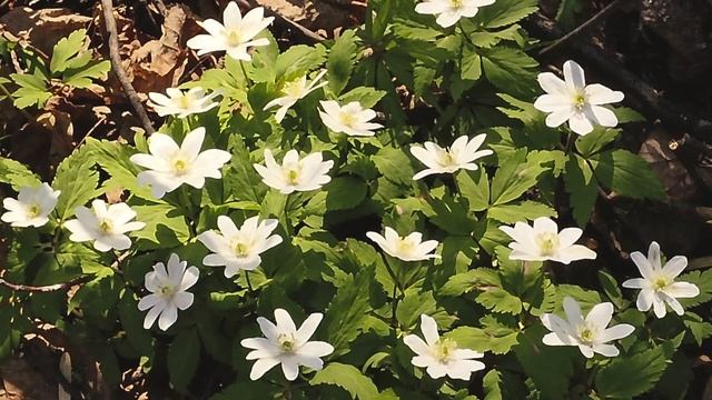 birds, ??? anemone???, forest, spring, ветренница, птицы,лес, весна смотреть онлайн