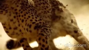 Как животные двигаются 2 convert video online com