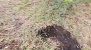 коп металла. коп с металлоискателем. чёрное золото.