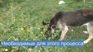 Зачем собака ест траву.mp4