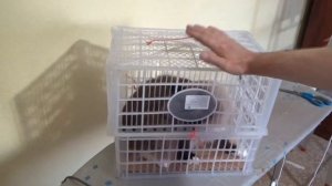 БЕСПЛАТНАЯ ПЕРЕНОСКА ДЛЯ ЖИВОТНЫХ