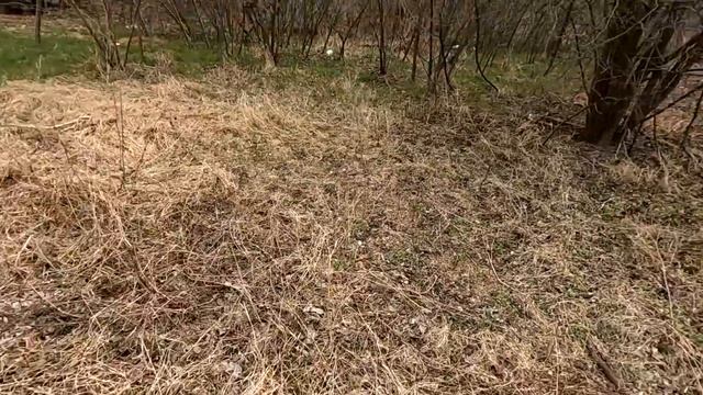 Опять залезла на соседний участок / Уборка по полной /  Больше туда заходить не хочется / смотреть онлайн