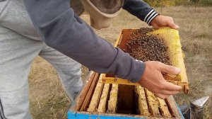 Американский гнилец. Профилактические действия дали  результат.Весь процесс в предыдущих видио.
