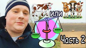Часть 2 Почему не стоит держать только одну корову/ Куда девать молоко/ Расходы и доходы от продаж