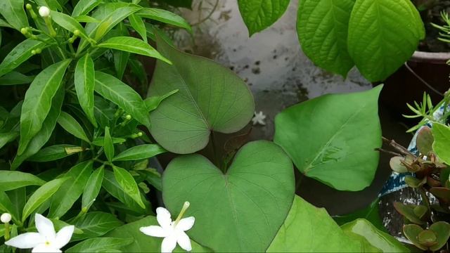 Rainy season special/garden update 25/7/2019