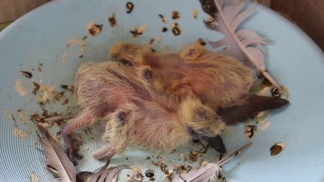 Маленький голубенок прячется под голубку. Возраст 4-5 дней ✿ Little pigeon and the dove