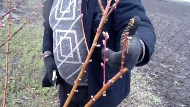 Обрезка и формировка персика