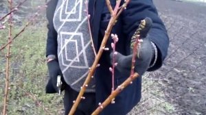 Обрезка и формировка персика