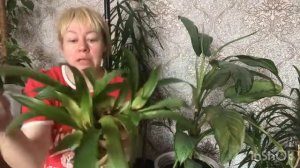 рассадка деток гузмании