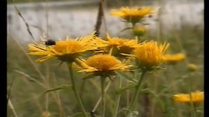 Мережковский Д.С - стихотворение "Бог".