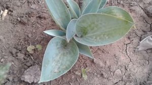 Хоста Лав Пэт (Hosta Love Pat)