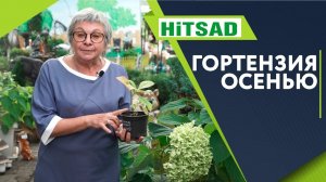 Гортензия Осенью? Что нужно знать о посадке Гортензии в сентябре - Хитсад медиа
