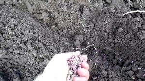 Посадка чеснока в ручную под маркер(по старинке). Качественный  но трудоемкий процесс.