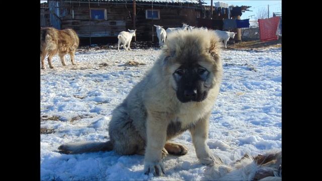 Щенки кавказской овчарки в питомнике Домбай-Ульген (Элисбар и Эрсакон)
