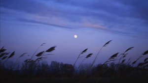 Где Ты, Прекрасная, Светлая, Ясная