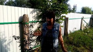 Ирга — болезни и вредители. Мифы интернета и реальность