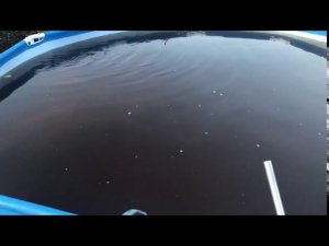 Бассейн Торфяная вода рекомендации по очистке воды убрать цветность