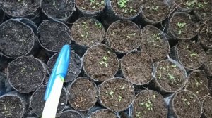 Сибирь. Всходы Бакопы из самосборных семян.