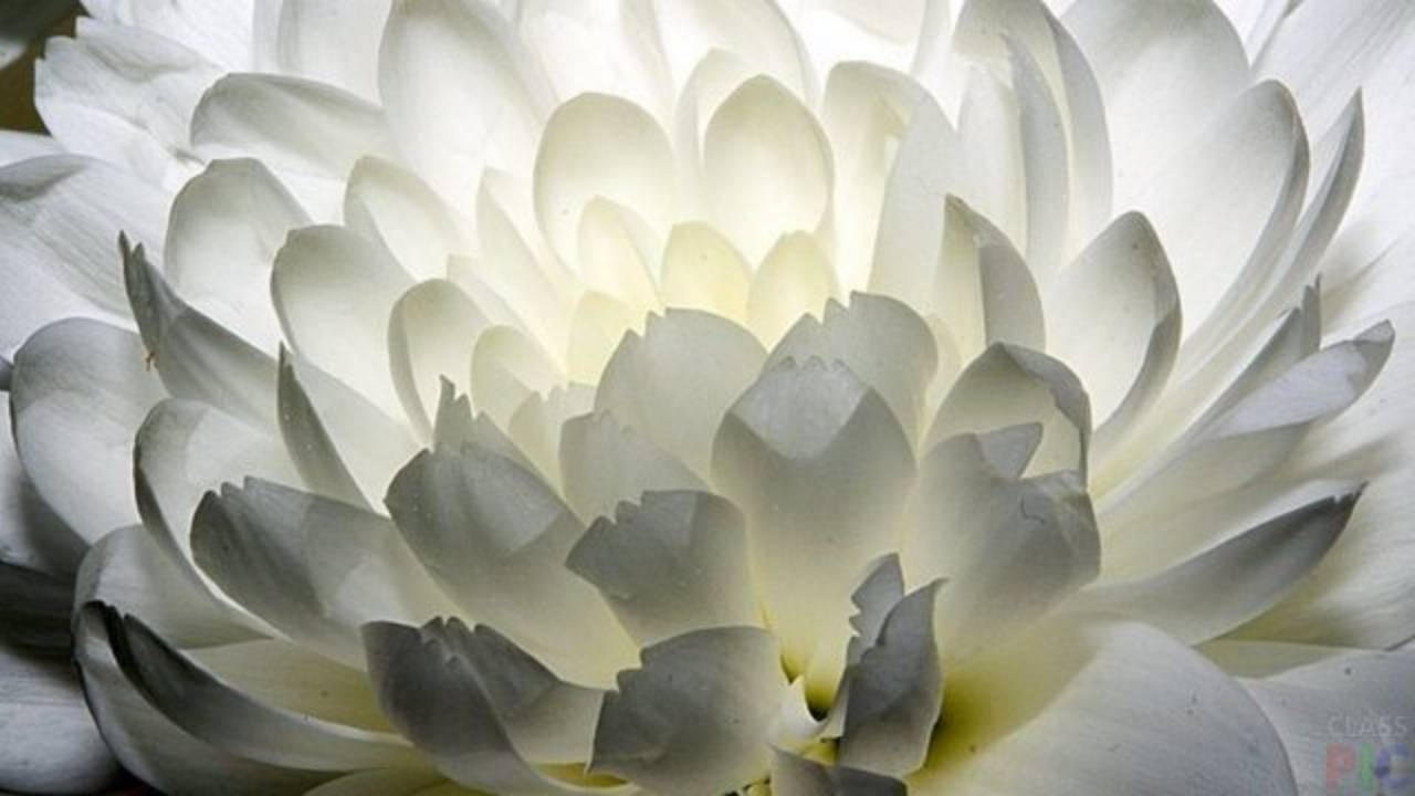 Хризантема. Чудесный романс на стихи И.Анненского! Поёт Маргарита Корнеева #серебряныйвек #романсы