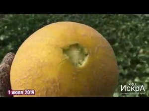 Дыня  Мазин F1 (МАФ 35 F1)