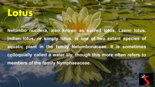 10 World’s Most Beautiful Flowers - Part 1 смотреть онлайн