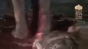 Роды слонихи