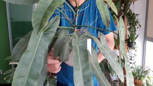 August favourite houseplants (Anthurium|Philodendron|Scindapsus|Orchid|syngonium etc)