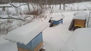 зимовка на улице, конденсат в ульи. Пчеловодство