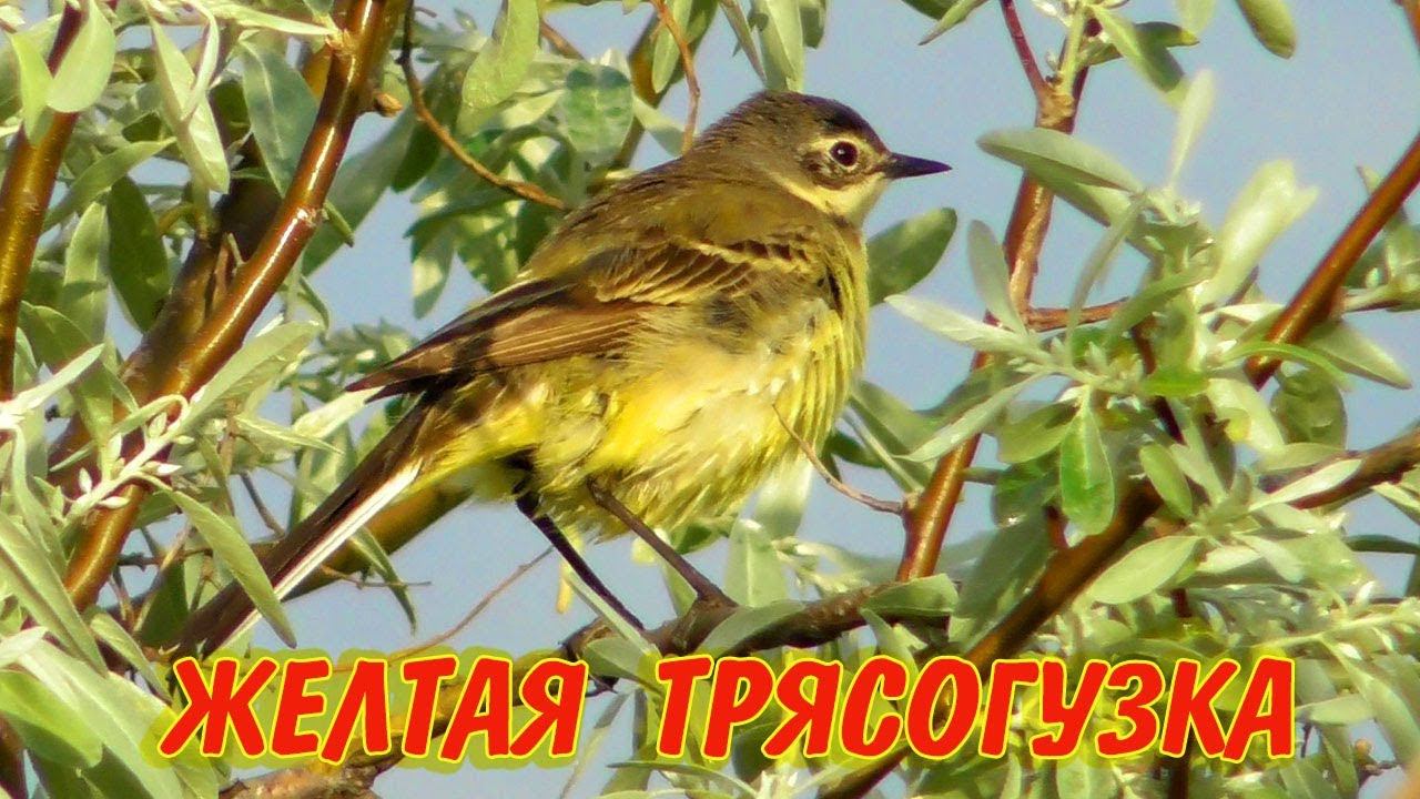 Желтая Трясогузка / Western yellow wagtail /Cutrettola / Motacilla flava