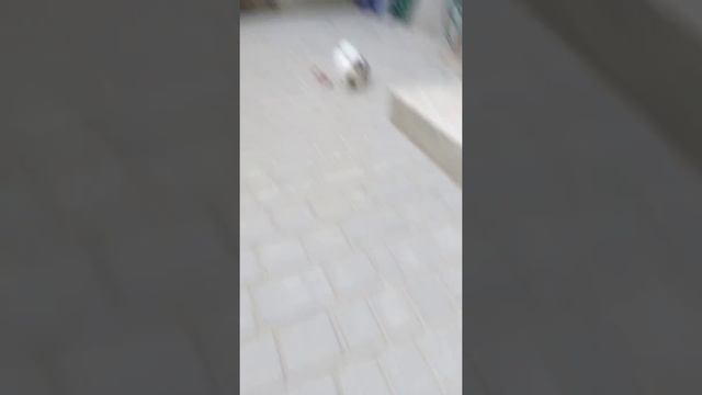 Японский хин,в продаже две девочки смотреть онлайн