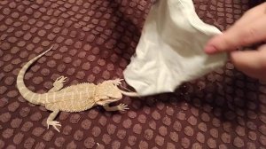 Бородатые Агамы приехали. Зеро! Ура