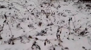 Отстрел старых патронов Иж 54 частьт2