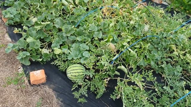 Дыни и арбузы 2022. Виды на урожай смотреть онлайн