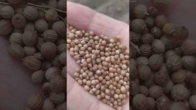 Keşniş toxumu əkdim ( Как сажать кинзу семенами в открытом грунте ) смотреть онлайн