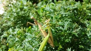 Богомолы в Шклове! Самка БОГОМОЛА съедает Самца