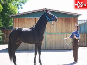 Шествие людей и лошадей в Самаре